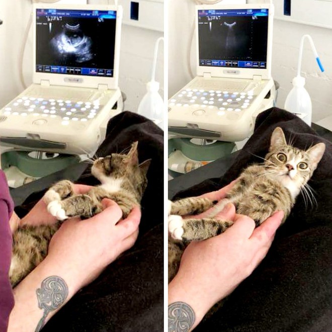 Con boss mèo bỗng nổi tiếng trên MXH vì biểu cảm khó đỡ khi biết mình đang mang bầu - Ảnh 4.