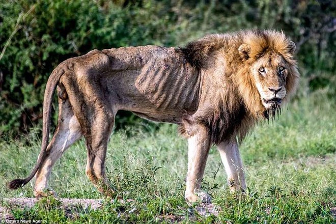 Ám ảnh giây phút cuối đời của chú sư tử Nam Phi kiệt sức vì bị bỏ đói - Ảnh 4.