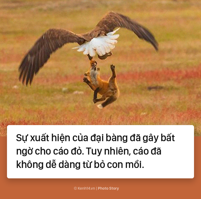 Câu chuyện về cách săn mồi theo kiểu "lười nhưng hiệu quả" của đại bàng đầu trắng 5-15273929927921634462707