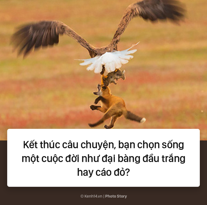 Câu chuyện về cách săn mồi theo kiểu "lười nhưng hiệu quả" của đại bàng đầu trắng 7-15273916170401547978876