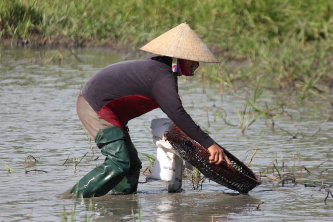 Người dân hứng khởi hú vang khi bắt được cá trong lễ hội đánh cá Đồng Hoa - Ảnh 6.