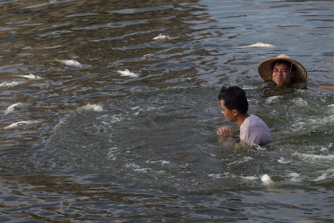 Hà Nội: Cá lại chết nhiều bất thường, nổi lềnh bềnh ở hồ Hoàng Cầu - Ảnh 1.