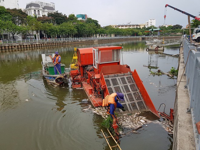 Cá lại chết hàng loạt trên kênh Nhiêu Lộc - Thị Nghè ở Sài Gòn - Ảnh 4.