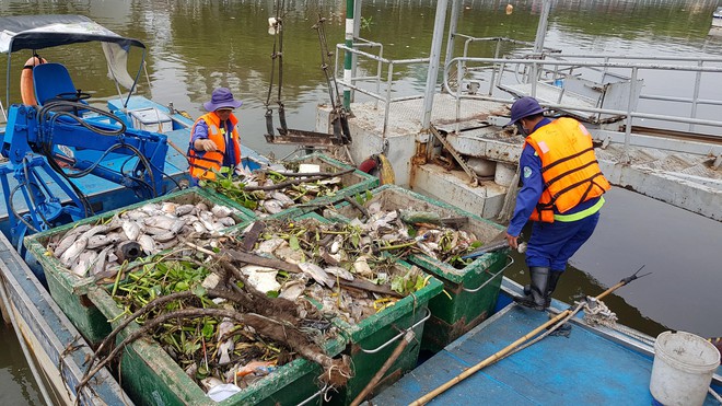 Cá lại chết hàng loạt trên kênh Nhiêu Lộc - Thị Nghè ở Sài Gòn - Ảnh 2.