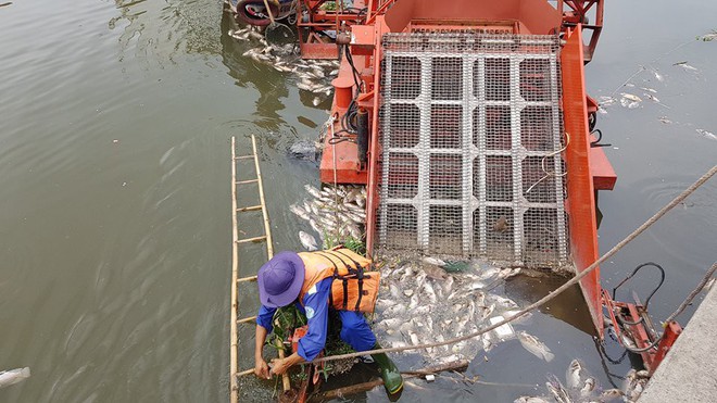 Cá lại chết hàng loạt trên kênh Nhiêu Lộc - Thị Nghè ở Sài Gòn - Ảnh 1.