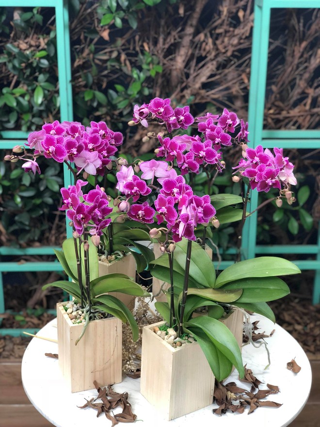 Chờ đ&oacute;n lễ hội hoa Nhật Bản cực ho&agrave;nh tr&aacute;ng ngay giữa l&ograve;ng S&agrave;i G&ograve;n - Ảnh 6.