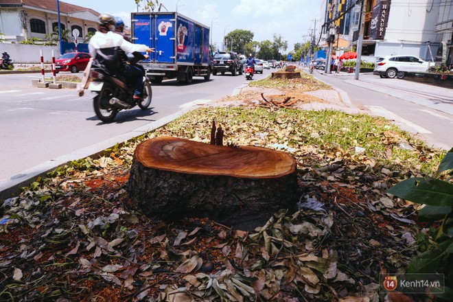 Chùm ảnh: Đường Tôn Đức Thắng trở nên lạ lẫm với người Sài Gòn sau khi hàng cây xanh biến mất hoàn toàn - Ảnh 5.