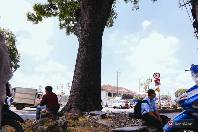 Chùm ảnh: Đường Tôn Đức Thắng trở nên lạ lẫm với người Sài Gòn sau khi hàng cây xanh biến mất hoàn toàn - Ảnh 7.