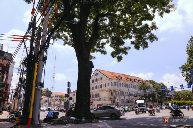 Chùm ảnh: Đường Tôn Đức Thắng trở nên lạ lẫm với người Sài Gòn sau khi hàng cây xanh biến mất hoàn toàn - Ảnh 7.