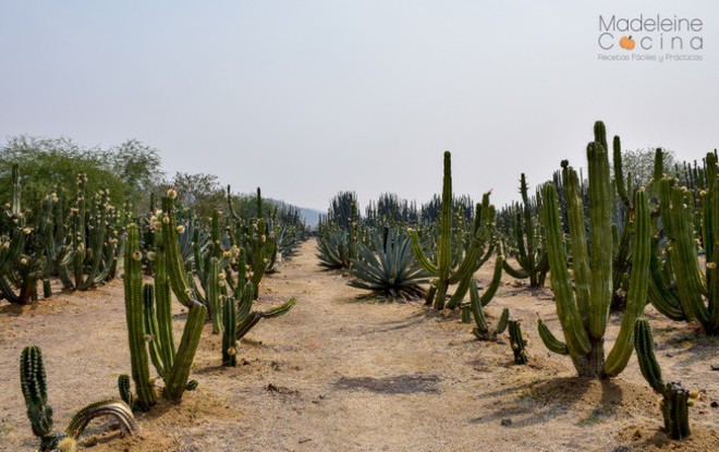 Tr&#242;n xoe mắt kinh ngạc với loại thanh long 7 sắc cầu vồng ở Mexico - Ảnh 2.