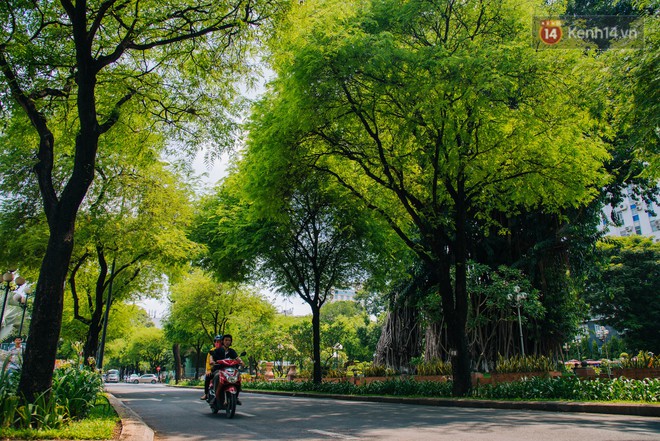 Có một mùa chua chua ngọt ngọt ở Sài Gòn: Mùa lá me bay gợi đầy ký ức - Ảnh 10.