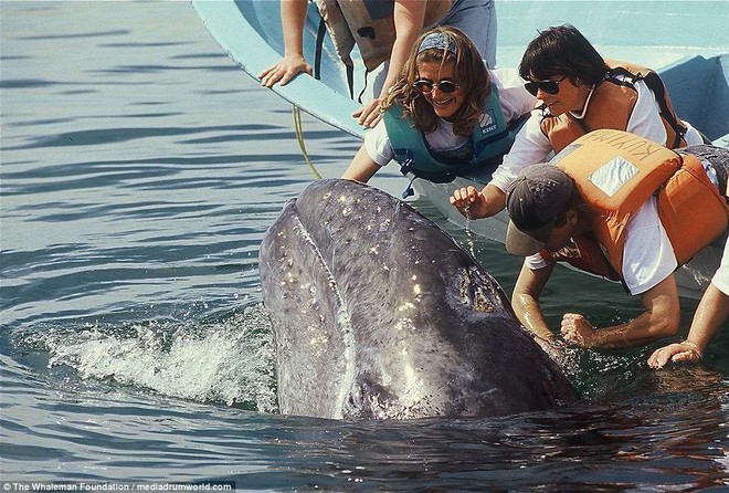 Cận cảnh khách du lịch xoa đầu cá voi như thú cưng khiến nhiều người xem vô cùng ấn tượng - Ảnh 2.