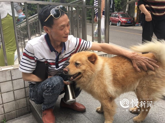 Ch&uacute; ch&oacute; gi&agrave; đến ga t&agrave;u để đợi chủ trở về mỗi ng&agrave;y suốt gần 8 năm r&ograve;ng g&acirc;y sốt mạng x&atilde; hội Trung Quốc - Ảnh 4.