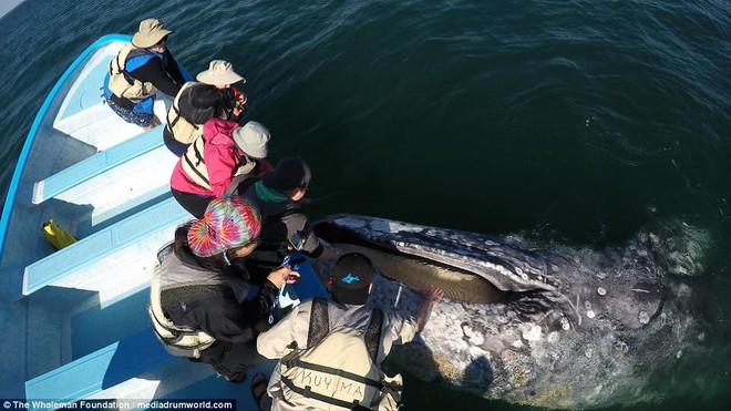 Cận cảnh khách du lịch xoa đầu cá voi như thú cưng khiến nhiều người xem vô cùng ấn tượng - Ảnh 4.