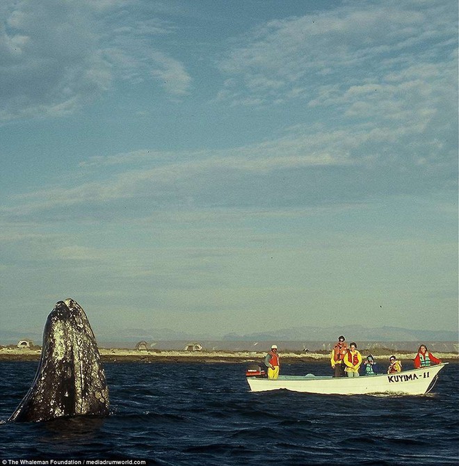 Cận cảnh khách du lịch xoa đầu cá voi như thú cưng khiến nhiều người xem vô cùng ấn tượng - Ảnh 7.