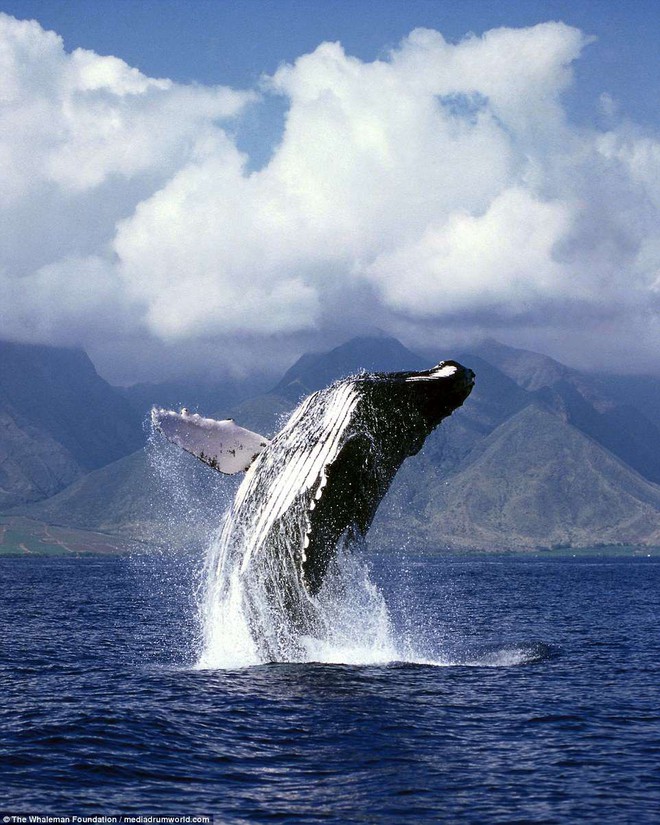 Cận cảnh khách du lịch xoa đầu cá voi như thú cưng khiến nhiều người xem vô cùng ấn tượng - Ảnh 10.