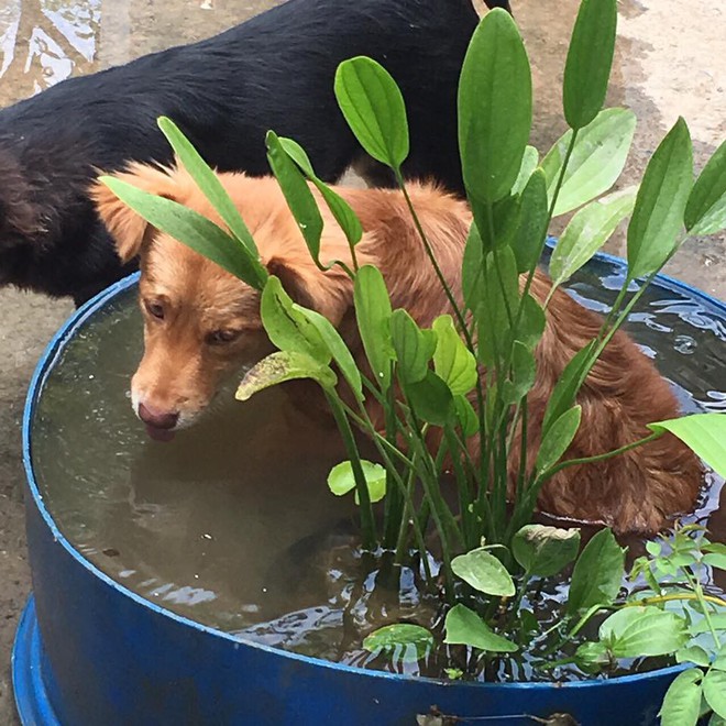 Xuất hiện chú chó nhưng lại mơ ước được làm cá, phá mọi kỷ lục bấm like của hội đam mê thủy sinh - Ảnh 3.