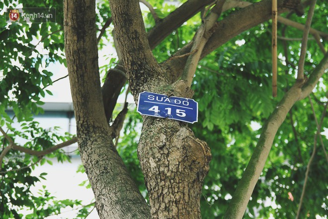 Người H&agrave; Nội tiếc nuối h&agrave;ng c&acirc;y sưa qu&yacute; hiếm chuẩn bị di dời để x&acirc;y ga ngầm - Ảnh 5.