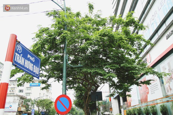 Người H&agrave; Nội tiếc nuối h&agrave;ng c&acirc;y sưa qu&yacute; hiếm chuẩn bị di dời để x&acirc;y ga ngầm - Ảnh 4.