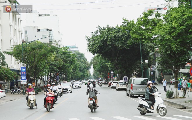 Người Hà Nội tiếc nuối hàng cây sưa quý hiếm chuẩn bị di dời để xây ga ngầm - Ảnh 1.