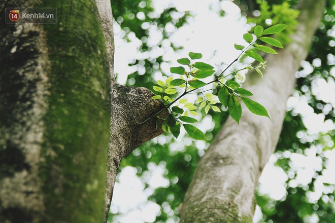 Người H&agrave; Nội tiếc nuối h&agrave;ng c&acirc;y sưa qu&yacute; hiếm chuẩn bị di dời để x&acirc;y ga ngầm - Ảnh 7.
