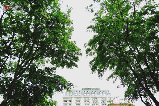 Người H&agrave; Nội tiếc nuối h&agrave;ng c&acirc;y sưa qu&yacute; hiếm chuẩn bị di dời để x&acirc;y ga ngầm - Ảnh 10.