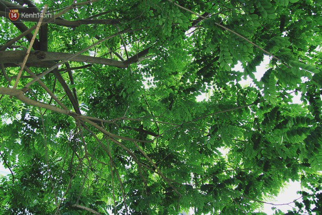 Người H&agrave; Nội tiếc nuối h&agrave;ng c&acirc;y sưa qu&yacute; hiếm chuẩn bị di dời để x&acirc;y ga ngầm - Ảnh 8.