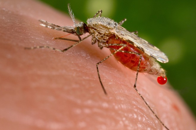 Chỉ là muỗi đốt thôi nhưng có thể gây ra tới 5 căn bệnh nguy hiểm này - Ảnh 1.