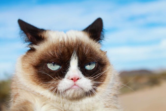 Đám boss mèo có gì mà thống trị tràn ngập Internet đến thế? Đồng sáng lập Reddit đã có ngay câu trả lời - Ảnh 2.