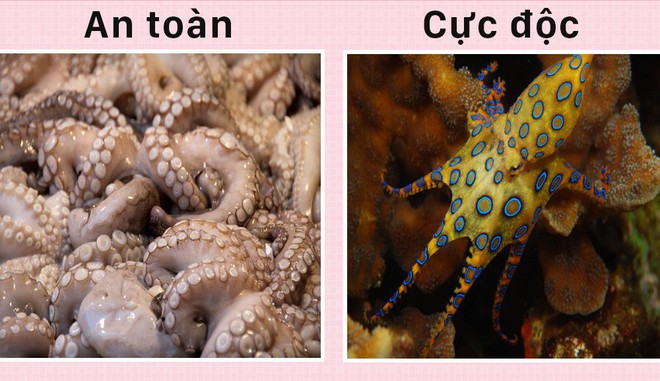 Xin chào! Tôi là bạch tuộc và đây là 5 sự thật về tôi mà các ông chẳng biết gì - Ảnh 4.