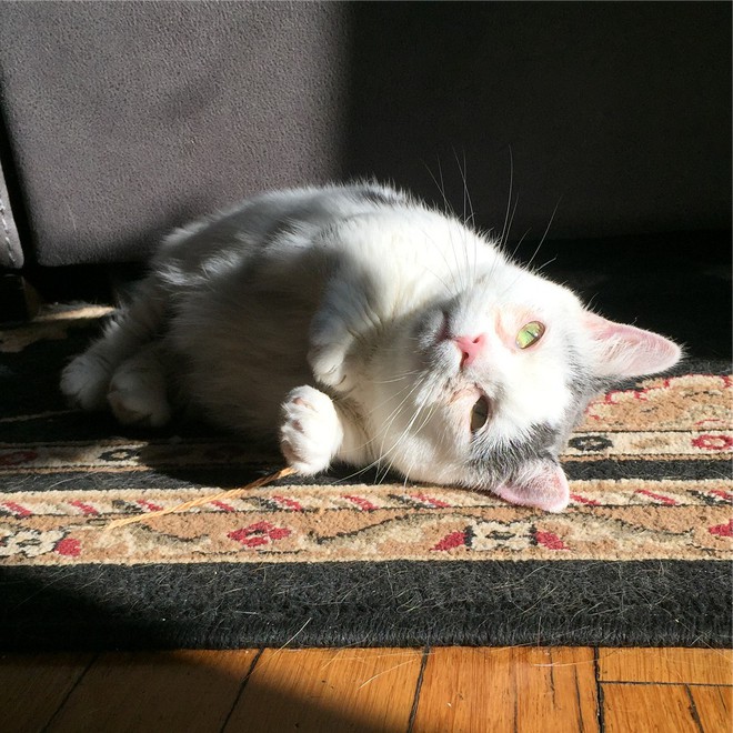 Chú mèo mù và dị tật xương trở thành ngôi sao mới nổi trên Instagram vì quá đáng yêu - Ảnh 7.