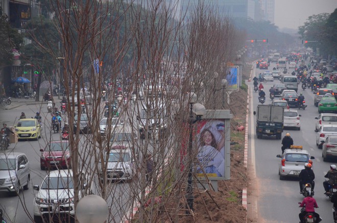 Chùm ảnh: Tận thấy hàng trăm cây phong lá đỏ mới được trồng trên phố Trần Duy Hưng ở Hà Nội - Ảnh 7.