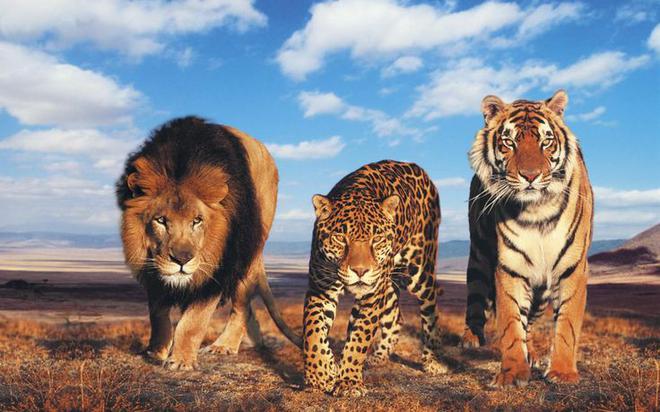 Phim Madagascar đời thực: Khi hổ, b&aacute;o, sư tử, gấu ch&aacute;n vườn th&uacute; rồi rủ nhau trốn trại đi chơi - Ảnh 1.