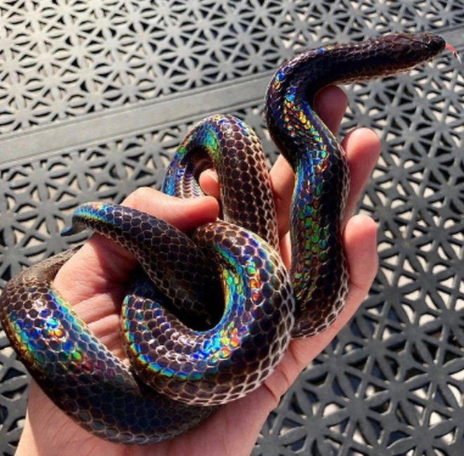 Loài rắn này cực lạ kỳ với khả năng phát ra màu sắc óng ánh ...