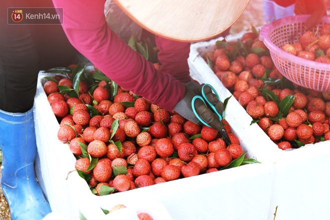 Về Bắc Giang thăm người dân Lục Ngạn trước thông tin 10 ngàn 3kg vải thiều: 