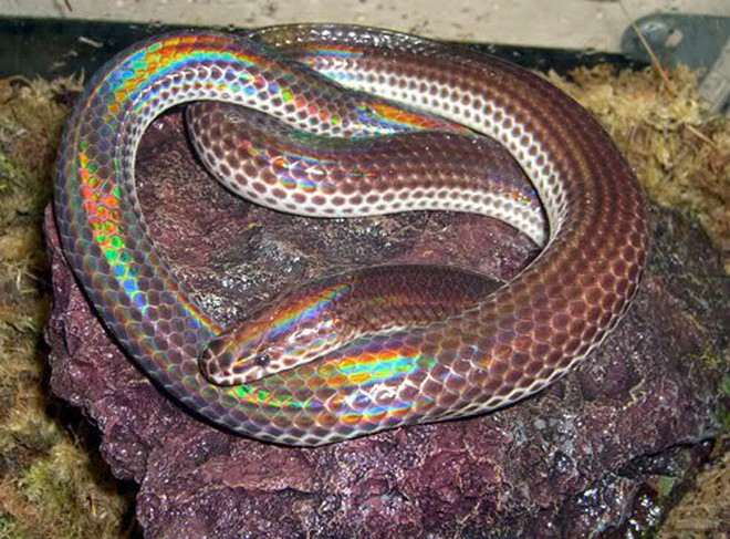 Loài rắn này cực lạ kỳ với khả năng phát ra màu sắc óng ánh dưới ánh nắng, có rất nhiều ở Việt Nam Serpiente-iridiscente-asiatica-roca-15287269773801293576926