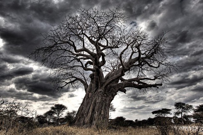Loài cây đời biểu tượng ngàn năm của châu Phi đang chết hàng loạt mà không ai biết vì sao - Ảnh 2.