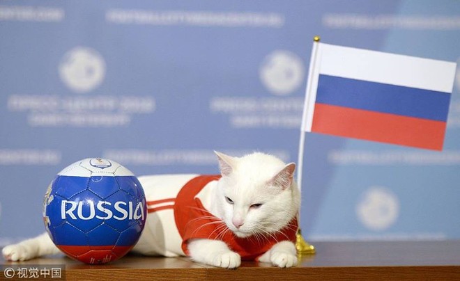 Nhà tiên tri chính thức của World Cup 2018 - chú mèo điếc Achilles đã chọn Nga chiến thắng trong trận đấu khai mạc tối nay - Ảnh 3.