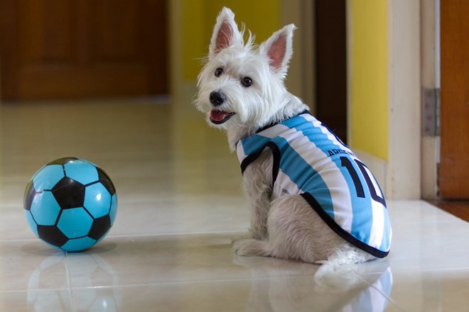 Sốt xình xịch trào lưu mặc trang phục World Cup cho cún cưng - Ảnh 5.