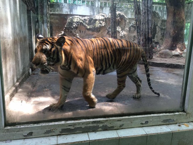 Con hổ bằng bê tông trong Thảo Cầm Viên bất ngờ nổi tiếng trên MXH vì biểu cảm xuất sắc - Ảnh 5.