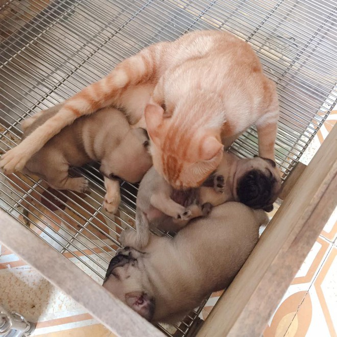 Quá buồn vì mất con nên mèo mẹ lén sang chăm sóc 3 chú chó con cho đỡ nhớ - Ảnh 1.