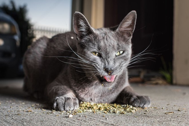 Những tác phẩm của nhiếp ảnh gia Mỹ chuyên chụp lũ mèo lúc đang phê cỏ catnip - Ảnh 18.