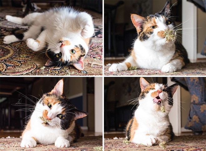 Những tác phẩm của nhiếp ảnh gia Mỹ chuyên chụp lũ mèo lúc đang phê cỏ catnip - Ảnh 17.