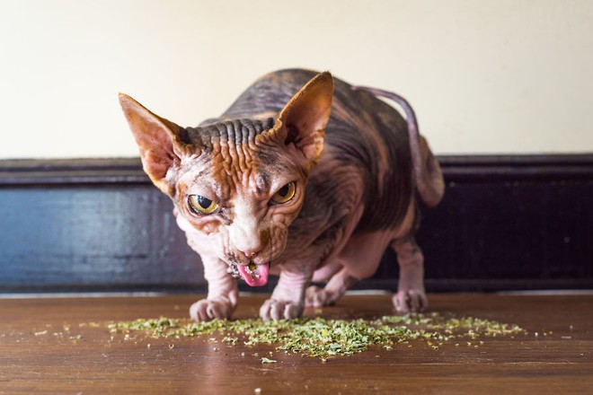 Những tác phẩm của nhiếp ảnh gia Mỹ chuyên chụp lũ mèo lúc đang phê cỏ catnip - Ảnh 13.
