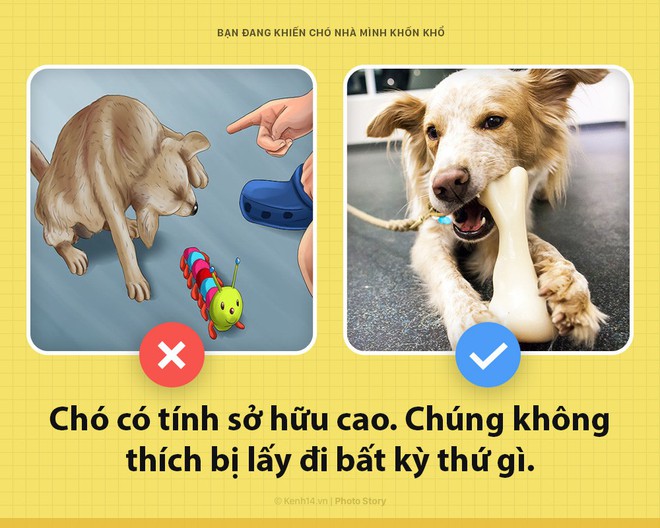 Xin chào! Tôi là chó đây và các ông đang khiến tôi bị giày vò mỗi ngày đấy có biết không? - Ảnh 1.