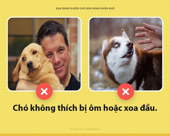 Xin ch&agrave;o! T&ocirc;i l&agrave; ch&oacute; đ&acirc;y v&agrave; c&aacute;c &ocirc;ng đang khiến t&ocirc;i bị gi&agrave;y v&ograve; mỗi ng&agrave;y đấy c&oacute; biết kh&ocirc;ng? - Ảnh 2.