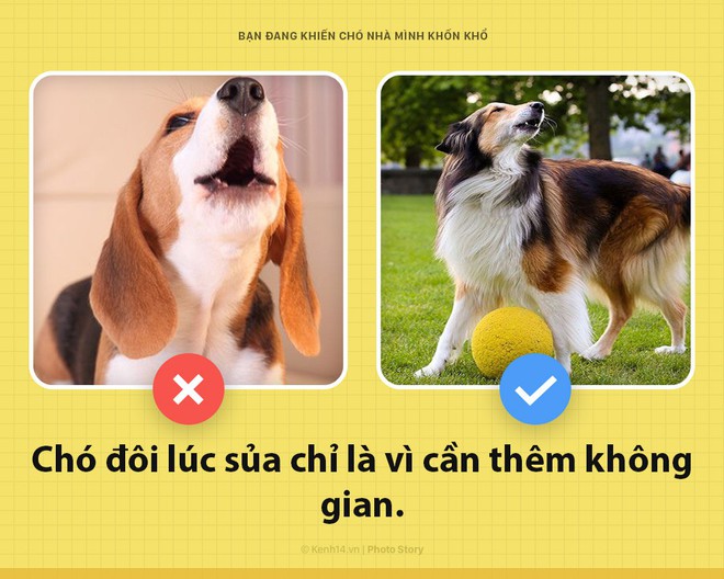 Xin ch&agrave;o! T&ocirc;i l&agrave; ch&oacute; đ&acirc;y v&agrave; c&aacute;c &ocirc;ng đang khiến t&ocirc;i bị gi&agrave;y v&ograve; mỗi ng&agrave;y đấy c&oacute; biết kh&ocirc;ng? - Ảnh 3.