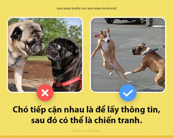 Xin chào! Tôi là chó đây và các ông đang khiến tôi bị giày vò mỗi ngày đấy có biết không? - Ảnh 4.