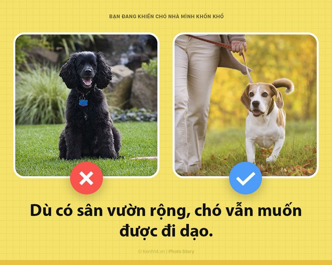 Xin ch&agrave;o! T&ocirc;i l&agrave; ch&oacute; đ&acirc;y v&agrave; c&aacute;c &ocirc;ng đang khiến t&ocirc;i bị gi&agrave;y v&ograve; mỗi ng&agrave;y đấy c&oacute; biết kh&ocirc;ng? - Ảnh 5.