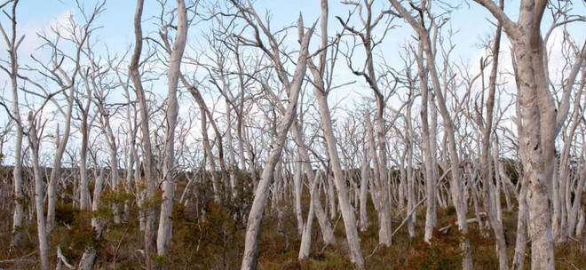 Chúng ta đã có cách cứu lấy loài gấu Koala, nhưng nó hơi kinh một chút - Ảnh 2.